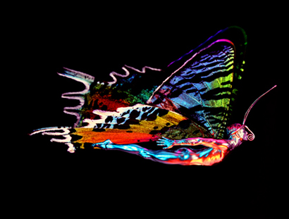 Butterfly Man